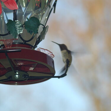 One more Hummingbird