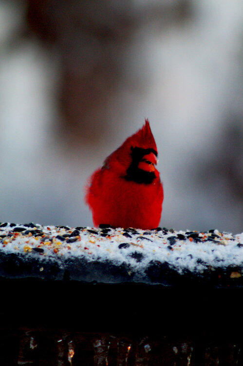Frosty cardinal