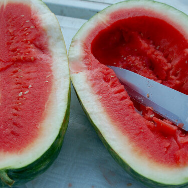 Red seedless watermelon