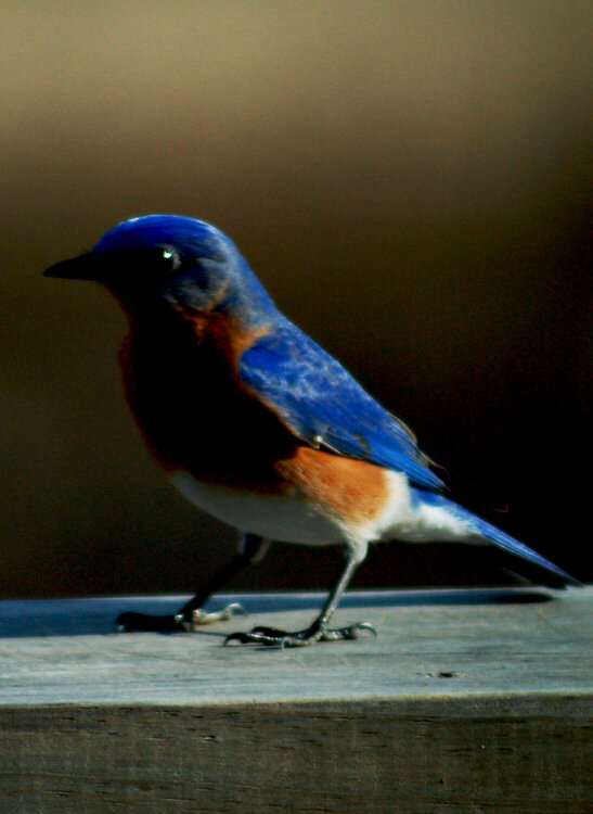 Mister bluebird