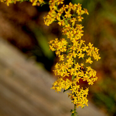 Goldenrod with a bug