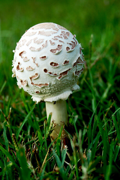 Little round mushroom