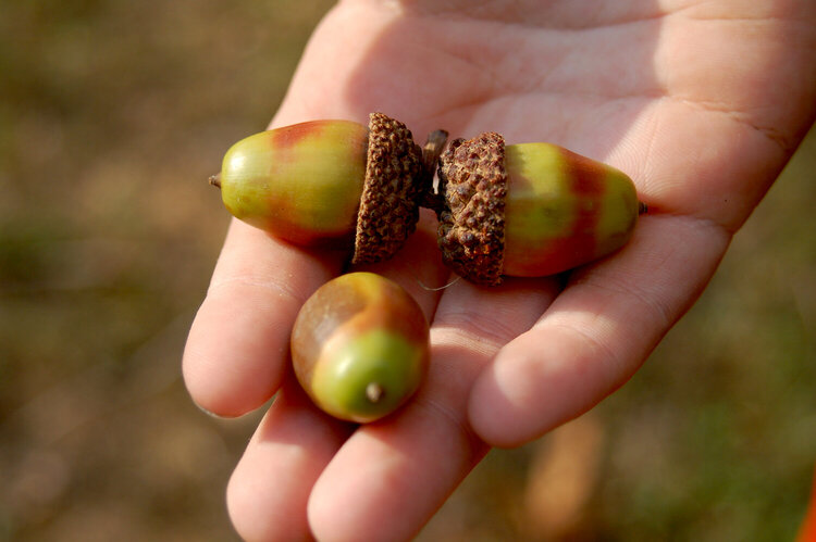 White Oak Acorns