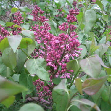 My lilac bush