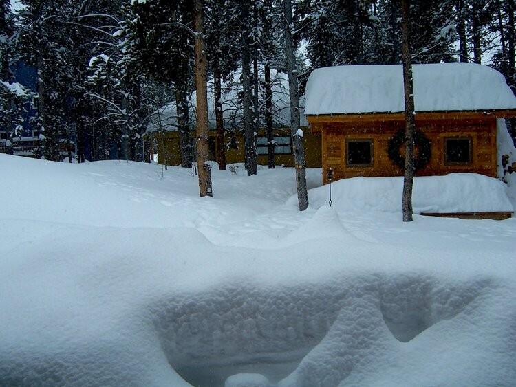 Our backyard and shed