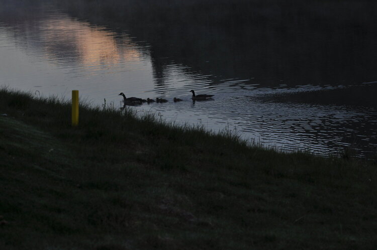 Family of Geese