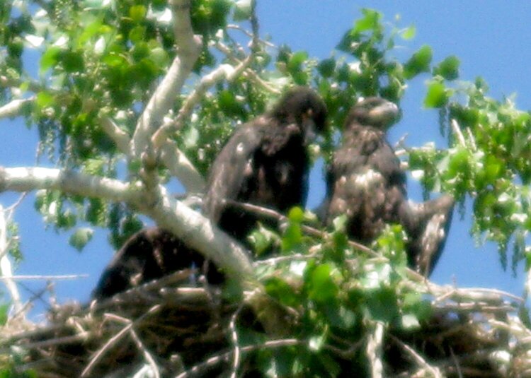 Eaglets