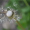 Dandilion