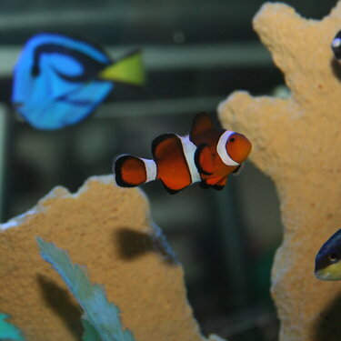 Nemo - Before Photo