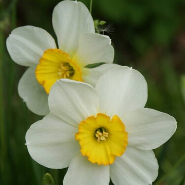 the last of my spring bulbs