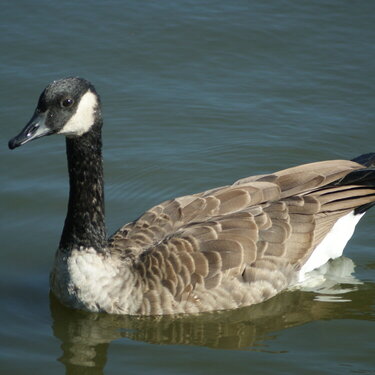 Canada Goose