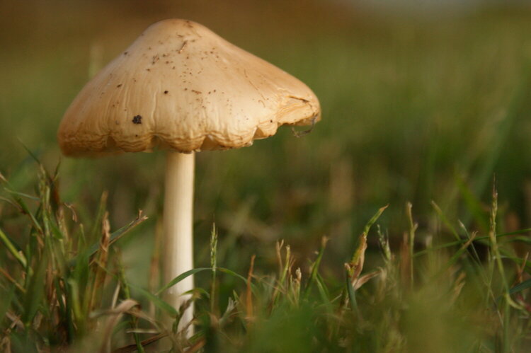 toadstool