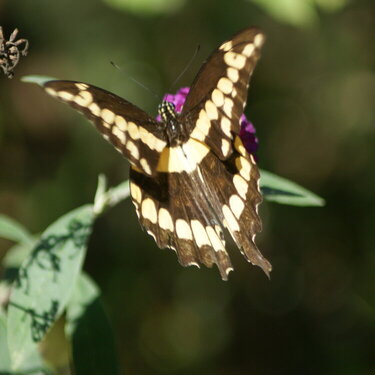 a giant swallowtail butterfly