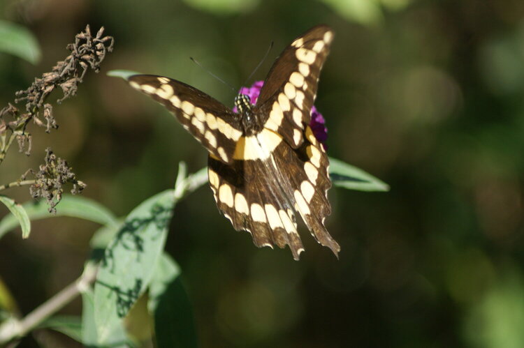 a giant swallowtail butterfly