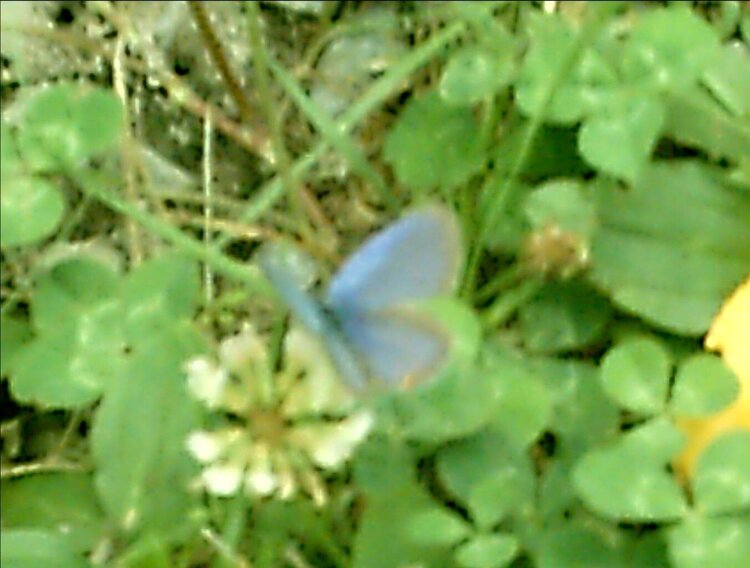 tiny blue butterfly