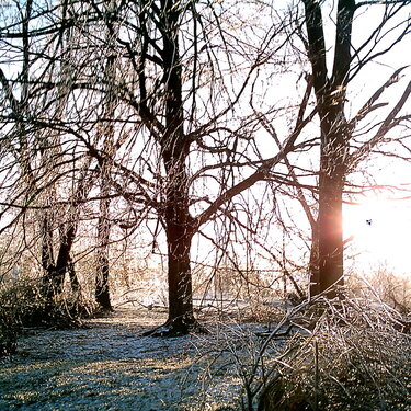 March 5 Icy Morning