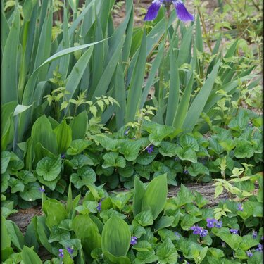 irises and violets