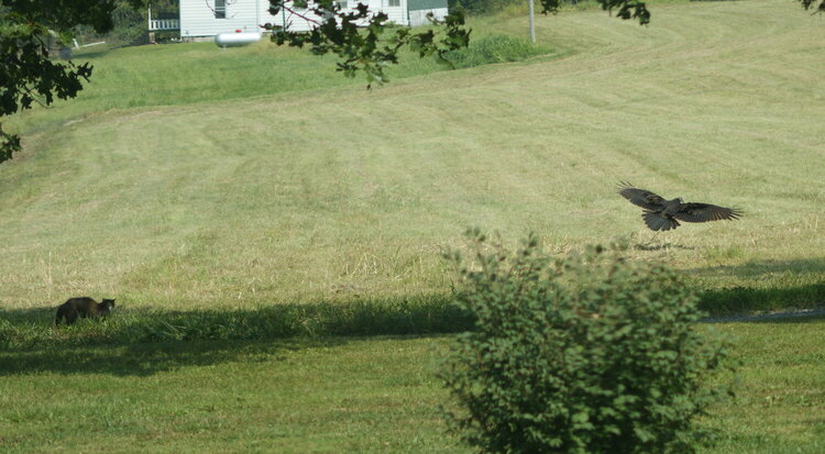 cat and turkey vulture