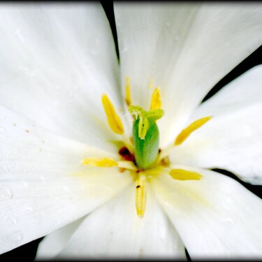 white tulip close-up