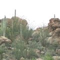 Canyon Cacti