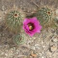 Cactus blossom