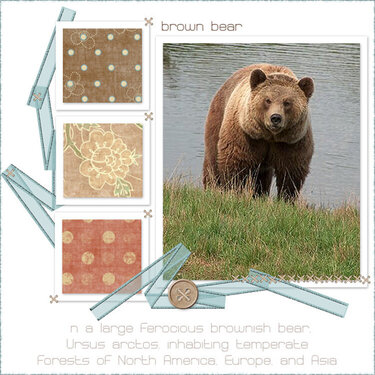 Brown_Bear
