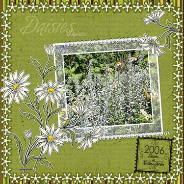 Daisies_in_Kirstens_Garden