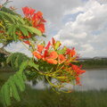 Pretty Flowers