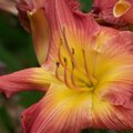 Yellow and red-orange flower