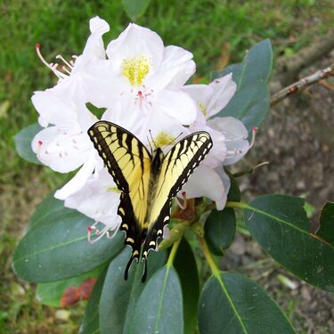 White Flower and Yellow Butterfly