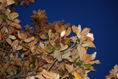Night Magnolia