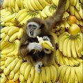 monkey_bananas