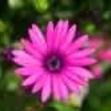 Pink daisy