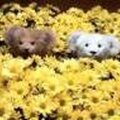 Flower Bears