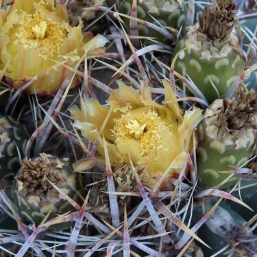 October 4 - Barrel Cactus