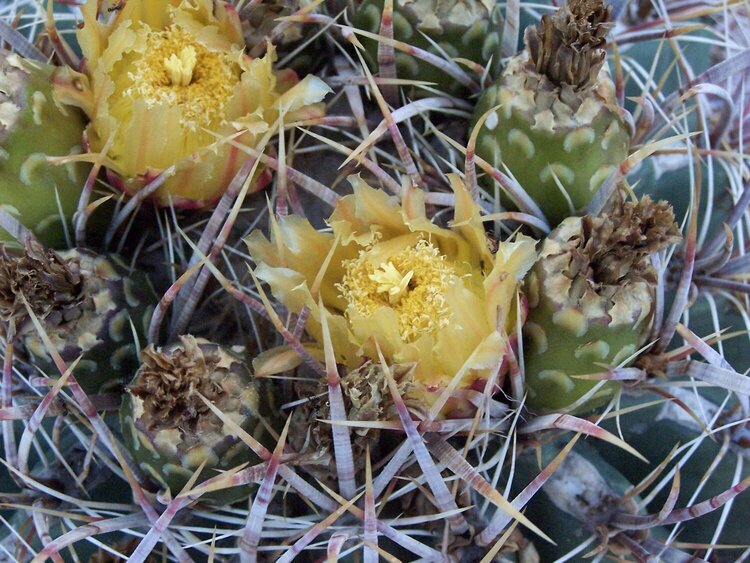 October 4 - Barrel Cactus