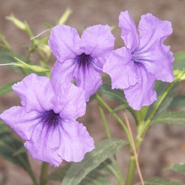 October 5 - Pretty Purple Flowers