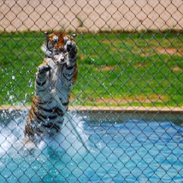 Tiger Splash 6