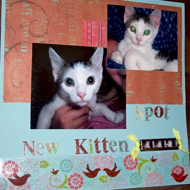 New Kitten (1/2)
