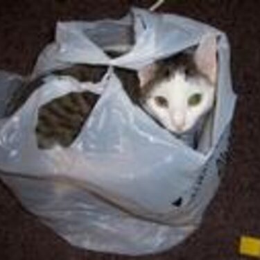 cat-in-a-bag
