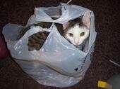 cat-in-a-bag