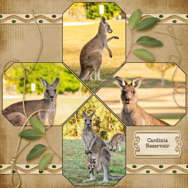 Kangaroos at Cardinia