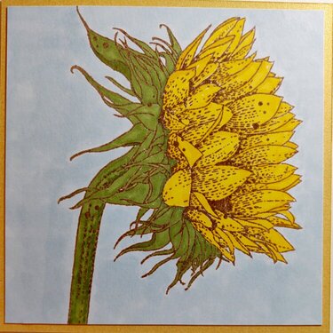 Beautiful Sunflower!