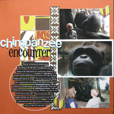 Chimpanzee Encounter