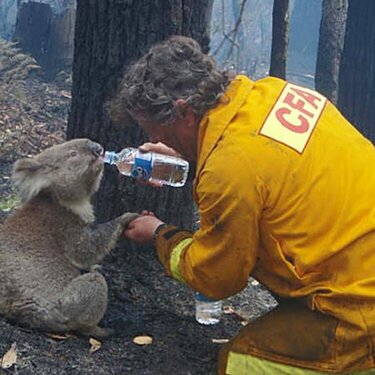 Wildlife The Devastating Wildfire in Victoria Australia
