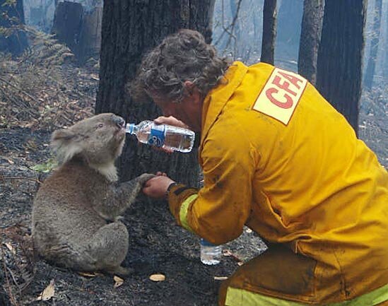 Wildlife The Devastating Wildfire in Victoria Australia