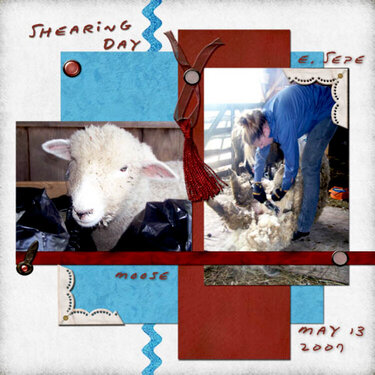 Shearing Day 2007