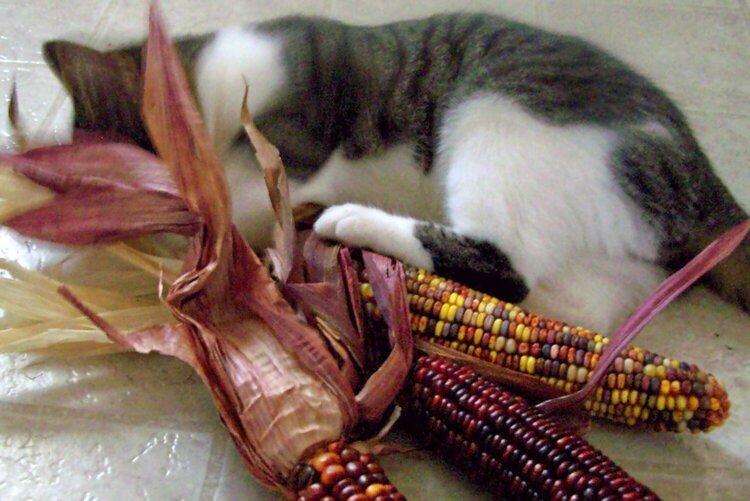 Native American Corn