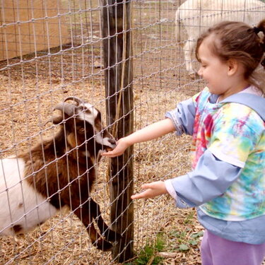 feeding the goat