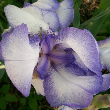 Iris in the back yard.